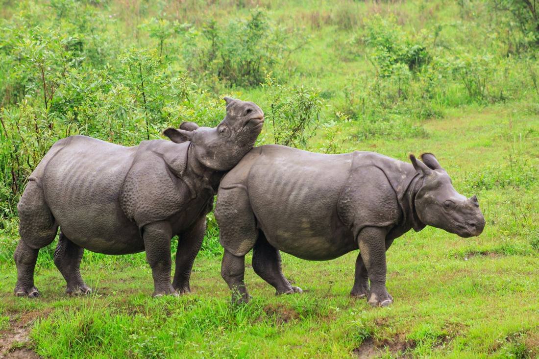 Kaziranga National Park Tour