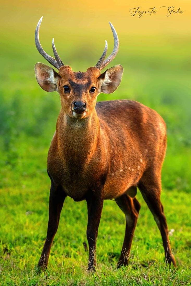 Deer in Kaziranga