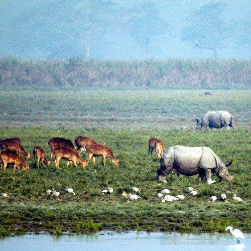 Wildlife on the wetlands of Kaziranga