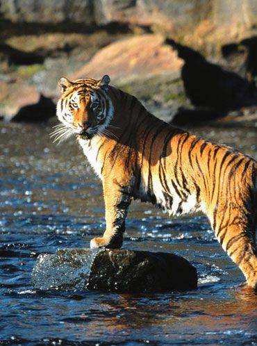Tiger in Kaziranga