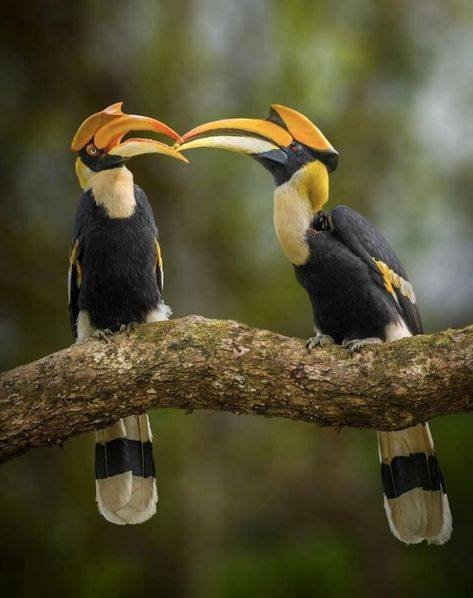 Pair of great hornbills