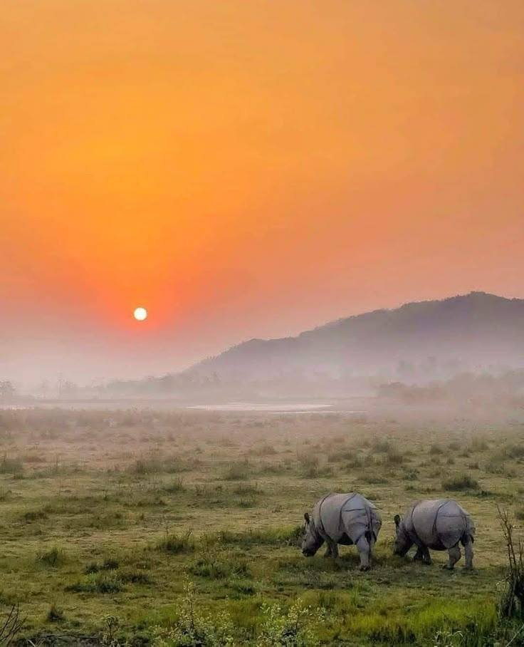 Rhinos at sunrise in Kaziranga