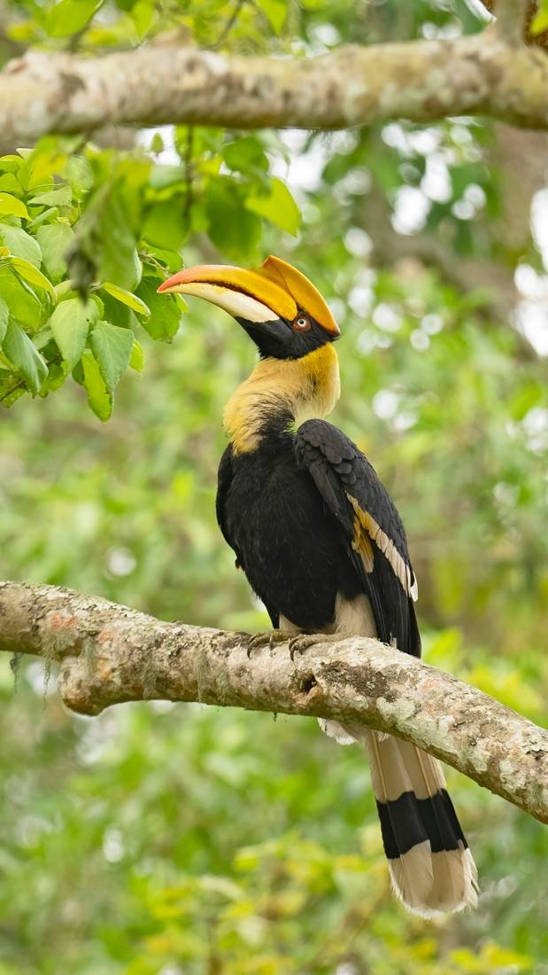 Great hornbill